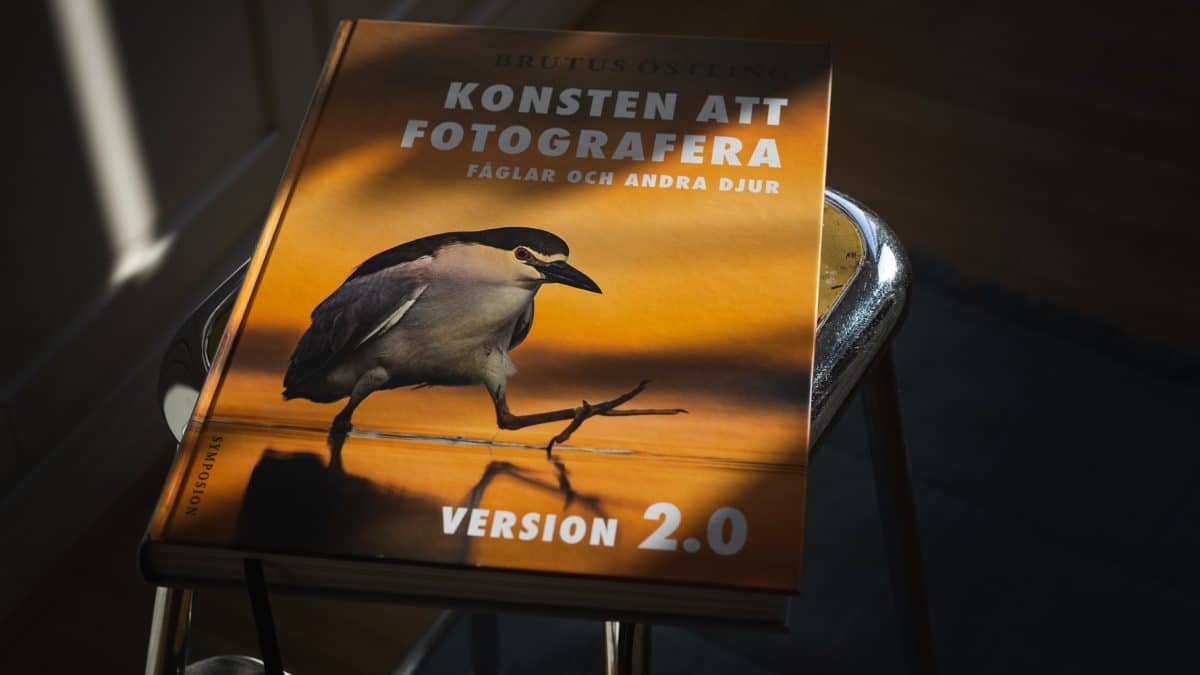 Konsten att fotografera fåglar och andra djur